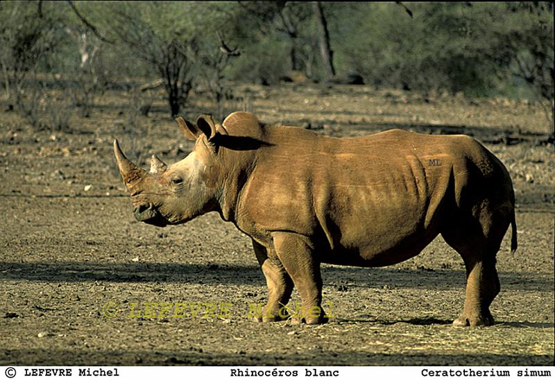 198 Rhinocéros blanc.jpg - Rhinocéros blanc - Ceratotherium simum - Namibie